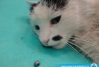 Lečenje mačke pogođene metkom